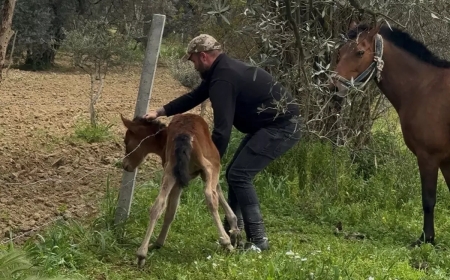 Aydın'da Dikenli Tellere Takılan Tay, Duyarlı Vatandaş Tarafından Kurtarıldı