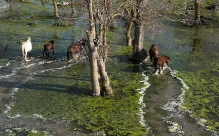 Kızılırmak Deltası'nda Görsel Şölen: Yılkı Atları Dronla Görüntülendi
