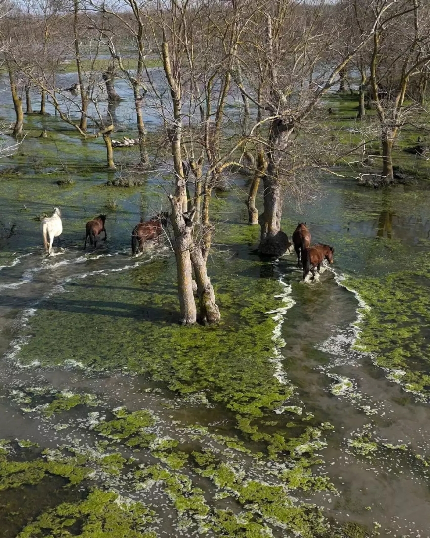 Kızılırmak Deltası'nda Görsel Şölen: Yılkı Atları Dronla Görüntülendi