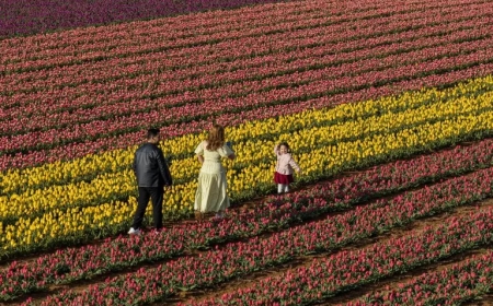 Karaman'ın Renk Cümbüşü: Atlas Lale Bahçeleri Kapılarını Açtı