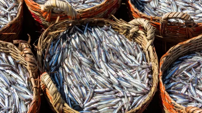 hamsi-ihracati-99-milyon-dolara-ulasti-19-ulkeye-satis-3248768