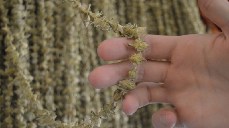 Ramazan Sofralarının Gözdesi Çiçek Bamya Tezgahlarda: Kilogram Fiyatı El Yakıyor